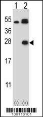Anti-Kallikrein 6 (Center) Antibody