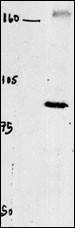 Anti-CLC4 (C-term) Antibody