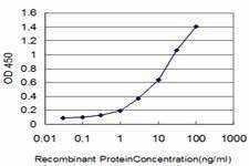 Anti-HOXA11 Antibody