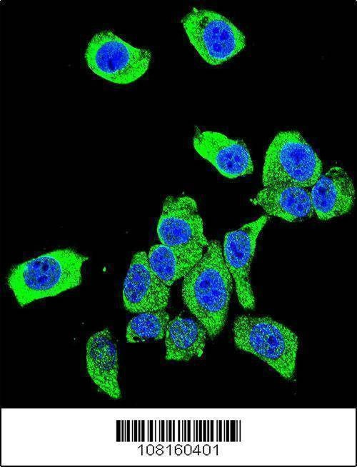 Anti-DJ-1 (N-term) Antibody