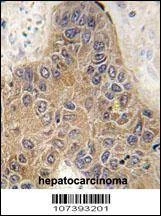 Anti-STUB1 (C-term) Antibody