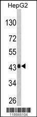 Anti-AGXT (Center) Antibody