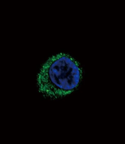 Anti-EDNRA (Center) Antibody