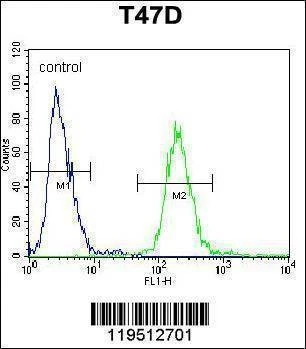 Anti-FIBB (N-term) Antibody