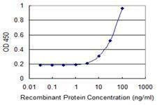 Anti-HOXB9 Antibody