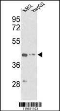 Anti-ACTG1 (Center) Antibody