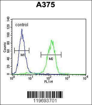 Anti-ACTR2 (C-term) Antibody