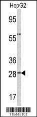 Anti-ORM1 (C-term) Antibody