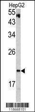 Anti-VHL (C-term) Antibody