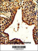 Anti-VIP (C-term) Antibody