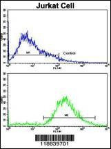Anti-VIP (C-term) Antibody