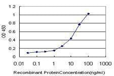 Anti-HOXC12 Antibody