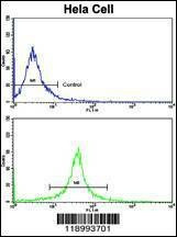 Anti-CASP8 (C-term) Antibody