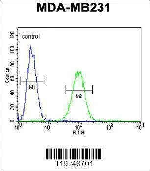 Anti-CTSF (Center D276) Antibody