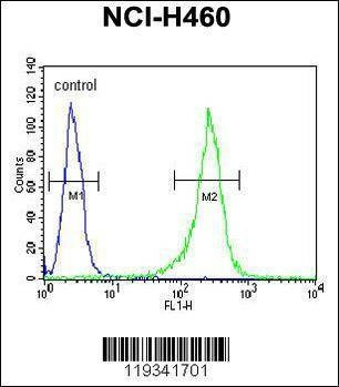 Anti-GNS (Center S298) Antibody
