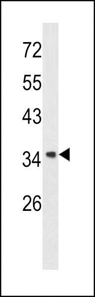 Anti-Annexin A1 (Center) Antibody