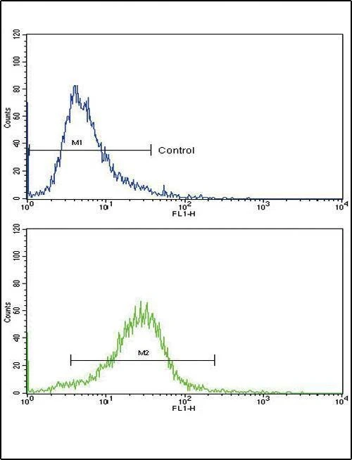 Anti-COL6A1 (C-term) Antibody