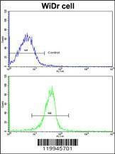 Anti-KLF6 (N-term) Antibody