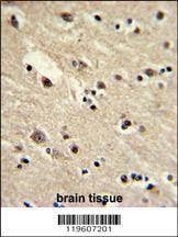 Anti-EEF1A1 (N-term) Antibody