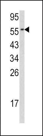 Anti-CDC23 (N-term) Antibody