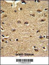 Anti-CLUAP1 (C-term) Antibody