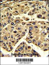 Anti-EIF3H (C-term) Antibody