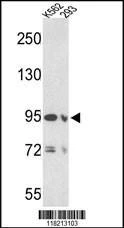 Anti-EMILIN1 (N-term) Antibody