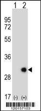 Anti-ETHE1 (Center) Antibody