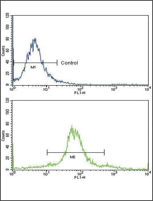 Anti-ETV4 (C-term) Antibody