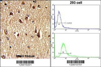 Anti-FKHR (Center D469) Antibody