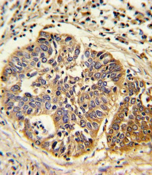 Anti-HMGCS1 (C-term) Antibody