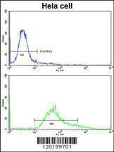 Anti-PDIA6 (Center K159) Antibody