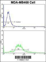 Anti-TAGLN (N-term) Antibody