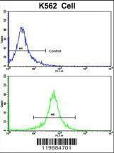 Anti-TALDO1 (Center) Antibody