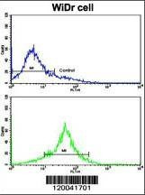 Anti-TYSY (C-term) Antibody
