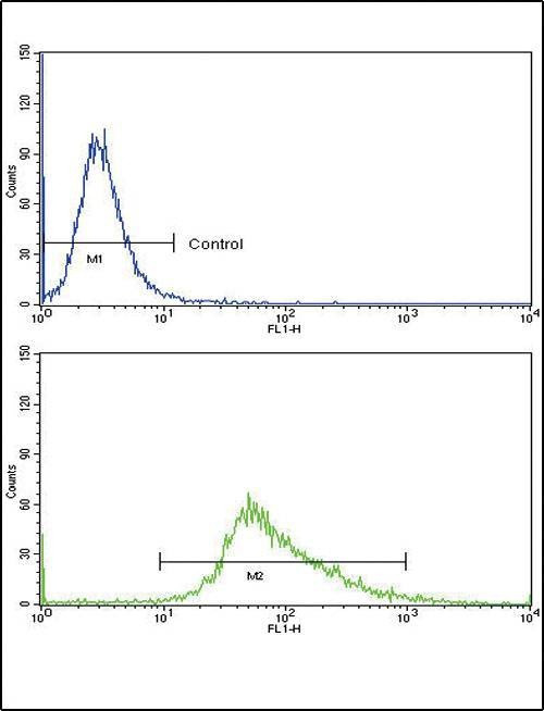 Anti-WNT4 (Center) Antibody
