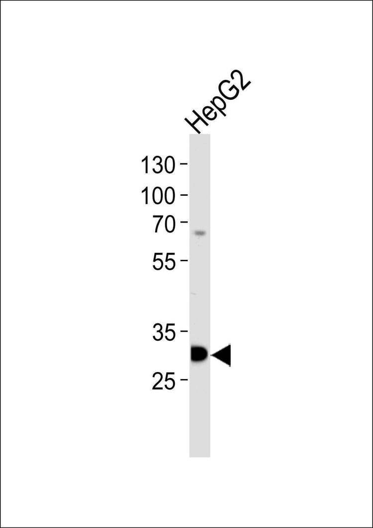 Anti-PSME2 (C-term) Antibody
