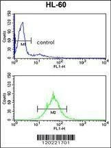 Anti-PSME2 (Center) Antibody