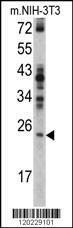 Anti-RAN (N-term) Antibody
