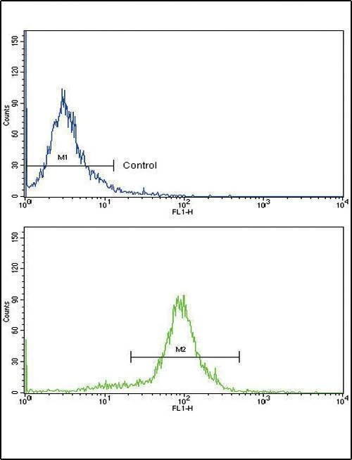 Anti-CCL2 (C-term) Antibody