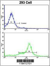 Anti-KRT10 (N-term) Antibody