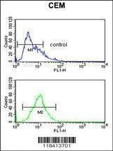 Anti-KRT10 (Center) Antibody