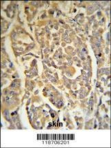 Anti-DCD (C-term) Antibody