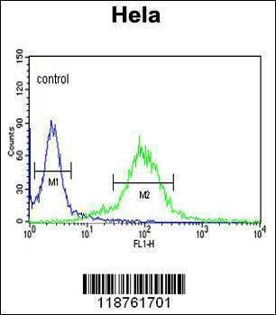 Anti-MAML3 (C-term) Antibody
