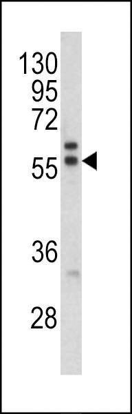 Anti-MAPE (C-term) Antibody