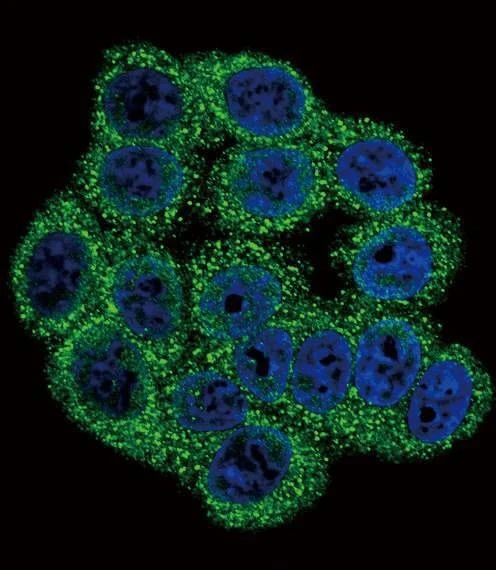 Anti-INHA (N-term) Antibody