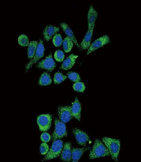 Anti-GLA (N-term) Antibody