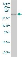 Anti-HPRT1 Antibody