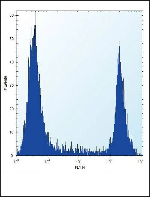 Anti-HPRT1 (N-term) Antibody