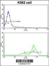 Anti-GATA2 (C-term) Antibody
